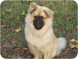 We did not find results for: Grover Nc Leonberger Meet Chubacca A Pet For Adoption
