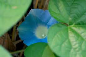 Image result for Ipomoea fulvicaulis