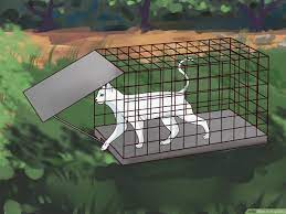Trapping kittens first can be helpful in trapping their mother. How To Trap Cats 14 Steps With Pictures Wikihow