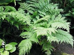 Image result for Arachniodes webbiana