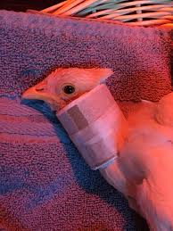 Hypoparathyroidism is a reduced activity of the parathyroid hormone (pth), and this can lead to low calcium and high phosphorus in the blood. How We Lovingly Healed Our Chicken With A Broken Neck Real Food Rn