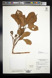 Image result for Ficus amadiensis