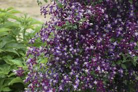 Check spelling or type a new query. Clematis Sweet Summer Love Clematis Proven Winners Perennials Sweet Autumn Clematis