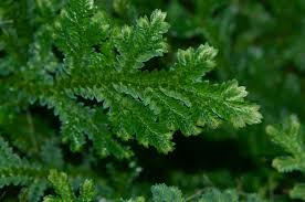 Image result for Selaginella tenerrima