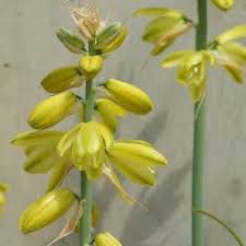 Image result for Bonatea antennifera