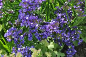 Image result for Limonium sinuatum