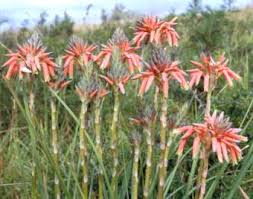 Image result for Aloe cooperi