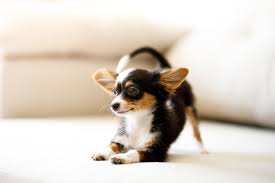 Consulta i professionisti che trattano il cane spitz tedesco piccolo e contatta quello più vicino a te. Cani Piccoli Perche Conviene Scegliere Un Cane Di Piccola Taglia