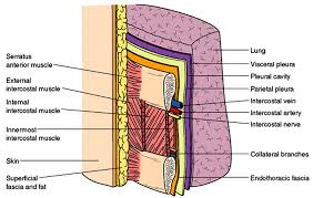 Principal functions are the protection of internal viscera and an expandable cylinder facilitating variable gas flow into the lungs. Layers Of The Chest Clinical Anatomy Operative Surgery Facebook