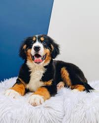 Pawsome Sg Bernese Mountain Dog Kennel Club Facebook