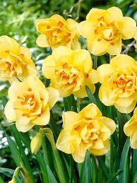 Daffodil Tahiti Bluestone Perennials Daffodils Daffodils Planting Fall Plants