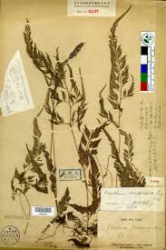 Image result for Sinopteridaceae