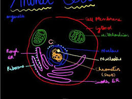 How to draw animal cell step by step for class 6, 9 and 11beginners student who appears in examination. How To Draw An Animal Cell Youtube