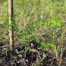 Image result for Digitaria swazilandensis