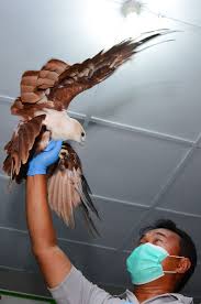 We did not find results for: Menyelamatkan Si Maskot Jakarta Elang Bondol Kumparan Com