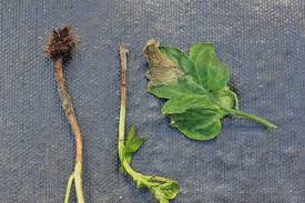 Image result for tomato seedling botrytis