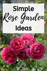 Simple Rose Garden Ideas In 2020 Rose Garden Design Simple Rose Rose Garden Landscape