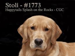 Why buy a golden retriever puppy for sale if you can adopt and save a life? Pet Tales Study Hunts Cause Of Cancer In Golden Retrievers Pittsburgh Post Gazette