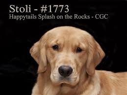 Golden retriever puppies pittsburgh rescue. Pet Tales Study Hunts Cause Of Cancer In Golden Retrievers Pittsburgh Post Gazette
