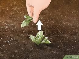 Check spelling or type a new query. How To Grow Napa Cabbage With Pictures Wikihow