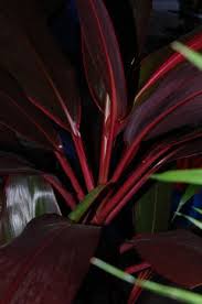 Check spelling or type a new query. Red Sister Cordyline Hawaiian Ti Not Looking So Red