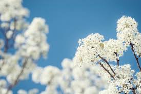 Cleveland select pear trees (pyrus calleryana cleveland select) belong to the callery pear family, noted for their early spring bloom and glossy green leaves. Bradford Pears Threaten Forests Native Species Bloomberg