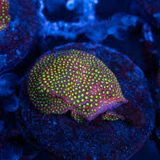 Image result for Microcoelia corallina