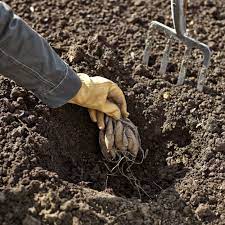 Dahlien sind nicht nur farbenfrohe glücksboten, sondern äußerst vielgestaltig. Dahlien Pflanzen Manufactum Gartenjahr