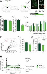 Hdac1 Links Early Life Stress To Schizophrenia Like Phenotypes Pnas