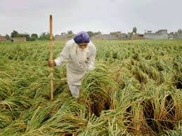 Basmati Paddy Price Slides In India Due To Tepid Global