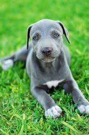 Yeah It S Just Another Boring Day How About Taking Me For A Walk Blue Lacy Dog Abyssinian Cats Dog Breed Info