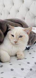 Vestido festa junina tm 8/9 em ótimo estado feito sob medida única Sousa  foi esse lacinho azul do cinto que caiu o resto tudo ok