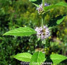 I planted different mint plants all around the foundation, and after a couple of years of the mint spreading, never saw a mouse again. Wetland Plants Of Wisconsin Mentha Arvensis Wild Mint