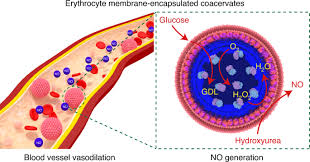 Animal cells are enclosed by a. Enzyme Mediated Nitric Oxide Production In Vasoactive Erythrocyte Membrane Enclosed Coacervate Protocells Nature Chemistry