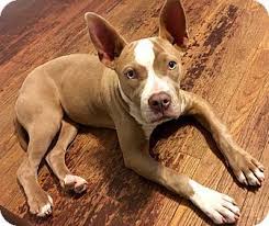 Maybe you would like to learn more about one of these? Pin On Animals