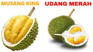 Maybe you would like to learn more about one of these? Durian Duri Hitam Durian Musang King Durian Udang Merah Youtube