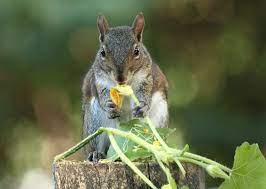 What Do Squirrels Eat What Our Furry Little Friends Find Tasty