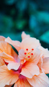 Hibiscus Flower Wallpaper For Iphone 3d Wallpapers Flower Iphone Wallpaper Nature Iphone Wallpaper Flower Wallpaper