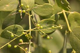 Image result for Salvadoraceae