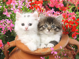Gambar kucing comel dan manja. Kumpulan Gambar Kucing Comel Home Facebook