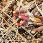 Image result for Portulaca foliosa