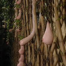 How to grow a fruit tree from seed. Egrow 50 Pcs Pack Vietnam Milk Funny Melon Seeds Garden Balcony Vegetable Fruit Plants Seed Sale Banggood Com Sold Out Arrival Notice