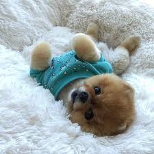 Pin By Cristal Juliet On Cute Dogs Cute Baby Dogs Cute Animal Photos Cute Animals