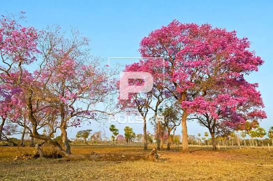 Ip&ecirc;-roxo ou ip&ecirc;-rosa tamb&eacute;m chamado de Pi&uacute;va no Pantanal Sul - Tabebuia sp - Refugio Ecol&oacute;gico Caiman - Reserva Particular do Patrim&ocirc;nio Natural | Pulsar Imagens | Banco imagens do Brasil