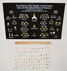 Shark teeth identification guide how to identify shark teeth. Dinosaur Age Otodus Fossil Shark Tooth Great White Shark 80mm 3 1 On Popscreen