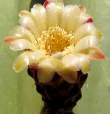 Image result for Lophocereus marginatus