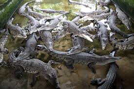 According to the legend, bujang senang used to be an iban warrior named simalungun. Jong S Crocodile Farm Backpackies Goes Backpacking In Kuching Backpacking Who Says No Money Cannot Have Fun