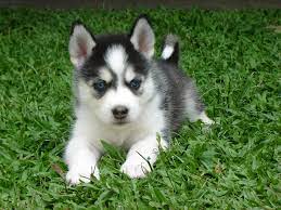Cachorrita | ¡Mas linda! Ella es bebe de Alaska | Mariam Salas | Flickr