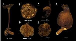 Image result for Memecylon sp. D