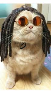 Bob Meowley Animals Cute Funny Animals Cute Animals